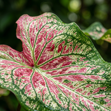 Premium Caladium Flower Seeds for Indoor Outdoor Gardens