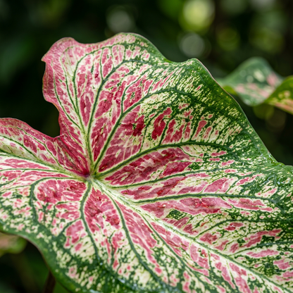 Premium Caladium Flower Seeds for Indoor Outdoor Gardens