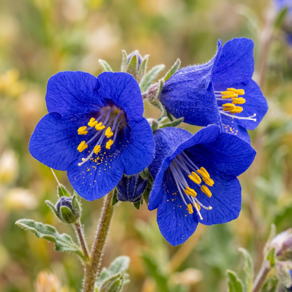 California Bluebell Seeds for Pollinator Garden Borders