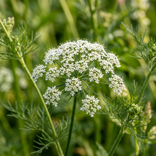 Caraway Herb Seeds for Outdoor Herb Garden Growing