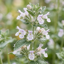 Catnip Herb Seeds for Indoor & Outdoor Garden Growing