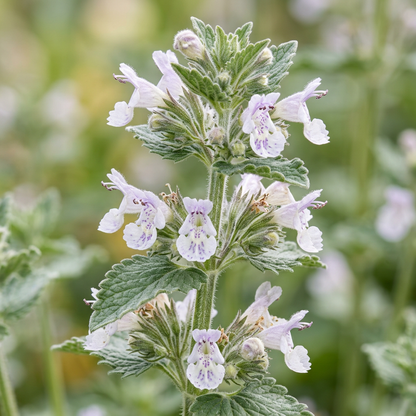 Catnip Herb Seeds for Indoor & Outdoor Garden Growing