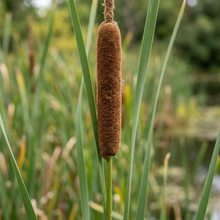 Cattail Wetland Garden Plant Seeds