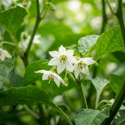 Habanero Chocolate Pepper Seeds – Pepper Seeds for Home Garden