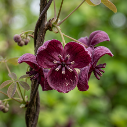 Chocolate Vine Fruit Seeds for Garden Growing