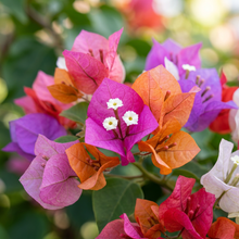 Color Bougainvillea Flower Seeds for Outdoor Gardens