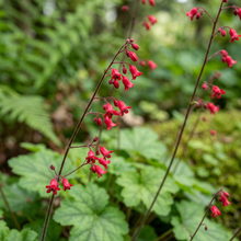 Coral Bells Firefly Heuchera Seeds