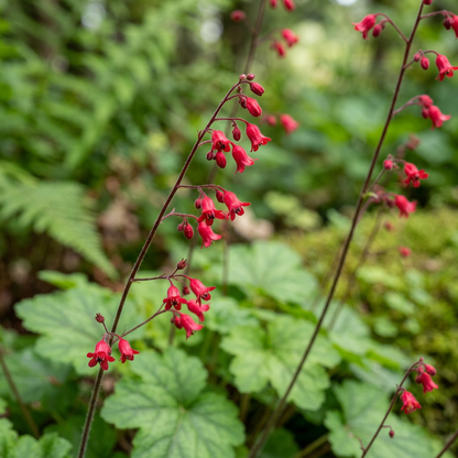 Coral Bells Firefly Heuchera Seeds