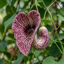 Dutchmans Pipe Climbing Flower Seeds for Trellis Gardens