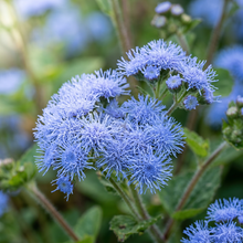 Dwarf Blue Mink Ageratum Seeds for Flower Beds & Containers