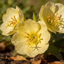 Evening Primrose Wildflower Seeds for Pollinator Garden Borders