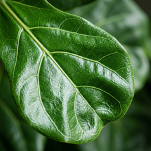 Fiddle Leaf Fig Plant for Indoor Home Decor