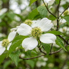Flowering Dogwood Tree Seeds for Planting