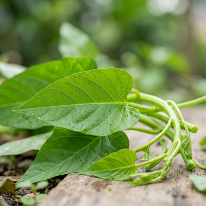 Kong Xin Cai Green Leaf Vegetable Seeds