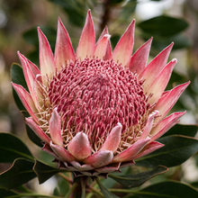 Giant King Protea Flower Seeds for Decorative Landscapes