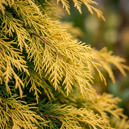 Gold Mop Cypress Shrub Live Plant 1 Gal