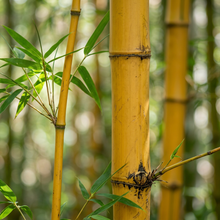Golden Bamboo Seeds for Privacy Screen Gardens