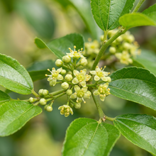Green Jujube Tree Seeds for Outdoor Garden Growing