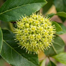 Hass Avocado Tree Seeds for Home Garden & Container Growing