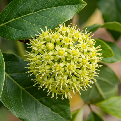 Hass Avocado Tree Seeds for Home Garden & Container Growing