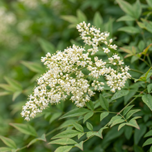 Heavenly Bamboo Garden Hedge Seeds