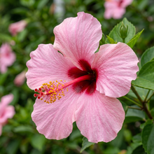Hibiscus Grandiflorus Flower Seeds for Garden Planting