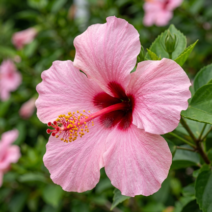 Hibiscus Grandiflorus Flower Seeds for Garden Planting