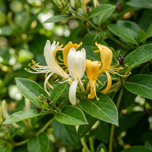 Lonicera Japonica Japanese Honeysuckle Vine Seeds