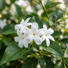 Jasmine Flower Seeds for Home Garden Planting