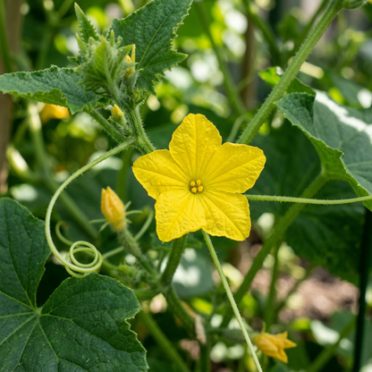 La Diva Cucumber Seeds – Cucumber Seeds for Home Garden