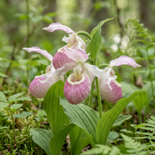 Lady's Slipper Orchid Flower Seeds for Garden Planting