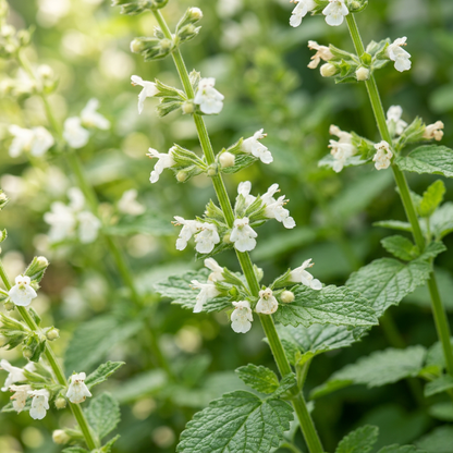 Lemon Balm Herb Seeds for Tea Garden & Container Planting
