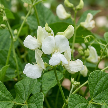 Lima Bean Seeds for Home Gardening