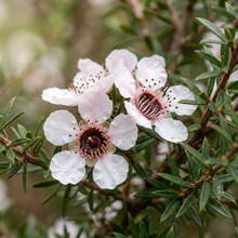 Manuka Tree Seeds for Garden Landscape Planting