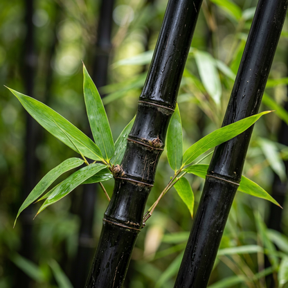 Black Bamboo Seeds for Privacy Screens & Containers