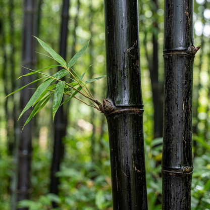 Black Bamboo Seeds for Privacy Screens & Containers