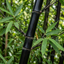 Black Bamboo Seeds for Privacy Screens & Containers