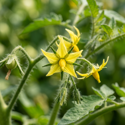 Tomato Memorabilia Seeds – Beefsteak Tomato Seeds for Home Garden