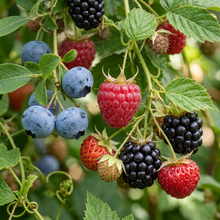 Mixed Berry Fruit Seeds for Garden Planting