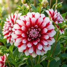 Mixed White and Red Dahlia Flower Seeds - Dahlia Flower Seeds for Garden