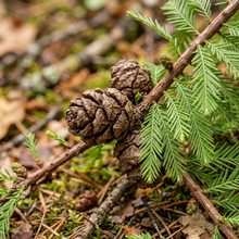 Northern Bald Cypress Tree Seeds for Outdoor Planting