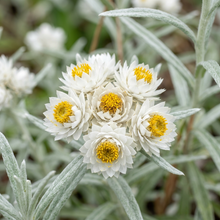 Pearly Everlasting Anaphalis Wildflower Seeds