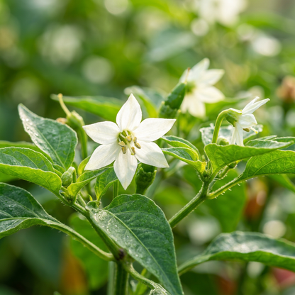 Piri Piri Chilli Seeds – Chilli Seeds for Home Garden