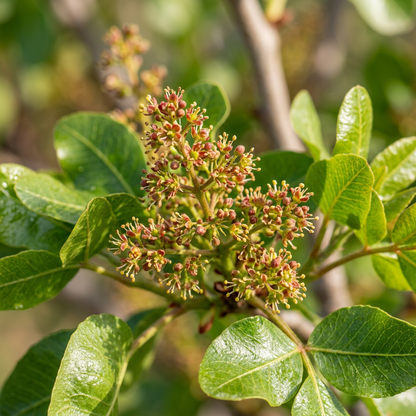Pistachio Tree Seeds for Outdoor Garden Planting