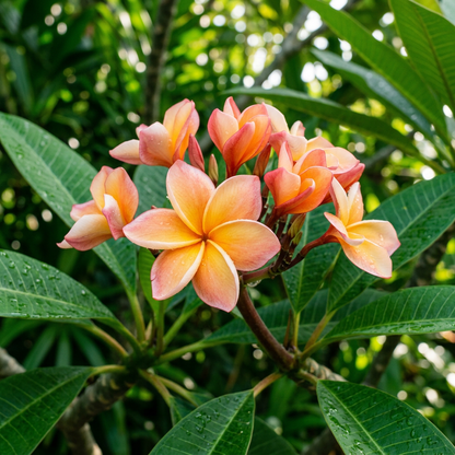 Plumeria Apricot Flower Seeds - Plumeria Flower Seeds for Garden