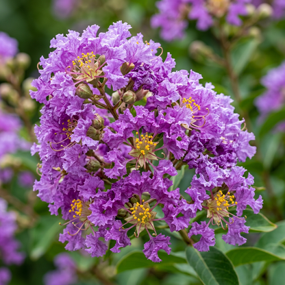 Crape Myrtle Purple Tree Seeds