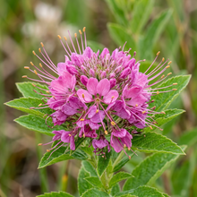 Rocky Mountain Bee Plant Wildflower Seeds