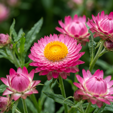Rose Pink Strawflower Helichrysum Seeds