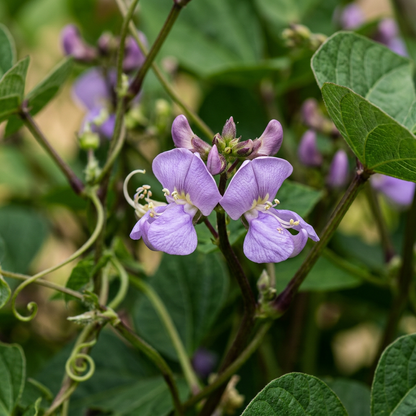 Royal Burgundy Seeds for Home Garden