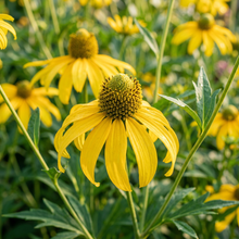 Rudbeckia Laciniata Flower Seeds - Coneflower Flower Seeds for Garden